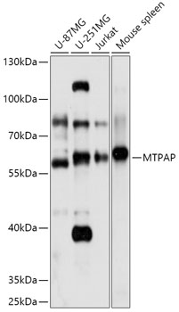 MTPAP Polyclonal Antibody (E-AB-91883)