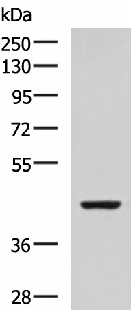 ISL2 Polyclonal Antibody (E-AB-52044)