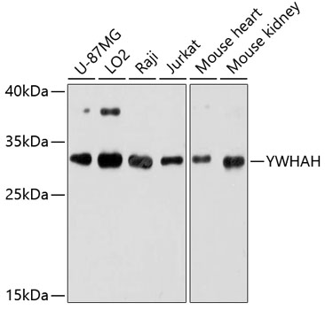 YWHAH Polyclonal Antibody (E-AB-65610)