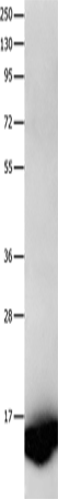 FABP7 Polyclonal Antibody (E-AB-14076)
