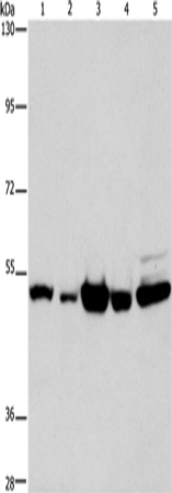 PDE4D Polyclonal Antibody (E-AB-14290)