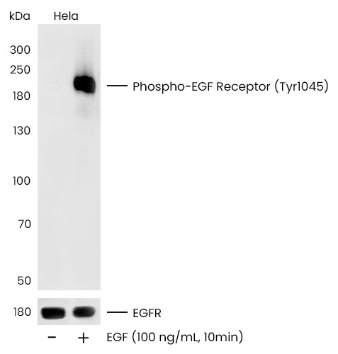 Recombinant Phospho-EGF Receptor (Tyr1045) Monoclonal Antibody (AN300010P)