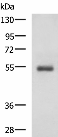RHCG Polyclonal Antibody (E-AB-53325)