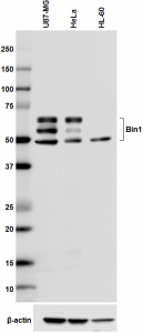 Purified anti-Bin1 Antibody (655602)