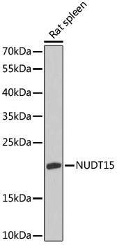 NUDT15 Polyclonal Antibody (E-AB-64940)