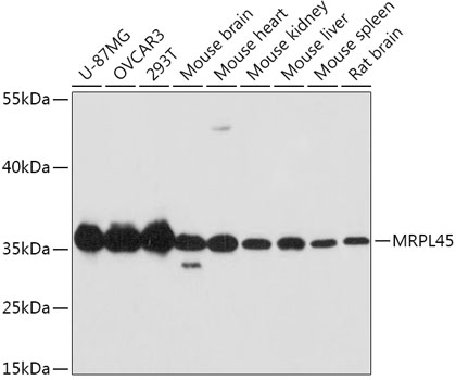MRPL45 Polyclonal Antibody (E-AB-64498)