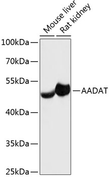 AADAT Polyclonal Antibody (E-AB-64448)