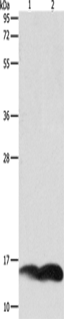 PFN1 Polyclonal Antibody (E-AB-15827)