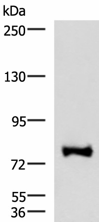 FOXK2 Polyclonal Antibody (E-AB-18112)