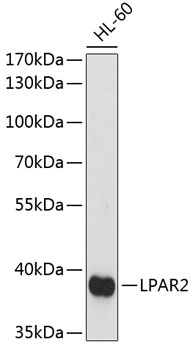 LPAR2 Polyclonal Antibody (E-AB-65121)