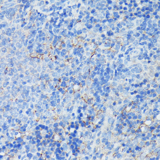 CR2 Polyclonal Antibody (E-AB-62693)
