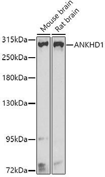 ANKHD1 Polyclonal Antibody (E-AB-62462)