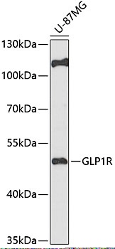 GLP1R Polyclonal Antibody (E-AB-62762)