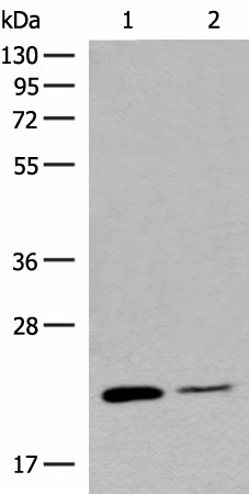 RAC3 Polyclonal Antibody (E-AB-18793)