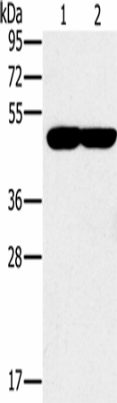 PPOX Polyclonal Antibody (E-AB-16730)