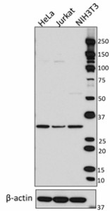 Purified anti-RPS6 Antibody (691802)