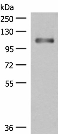 GRIPAP1 Polyclonal Antibody (E-AB-19962)