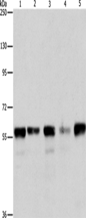 ARIH2 Polyclonal Antibody (E-AB-12985)