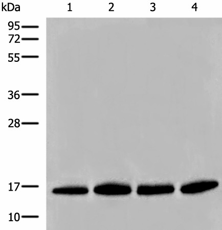 HIST1H2BA Polyclonal Antibody (E-AB-19784)