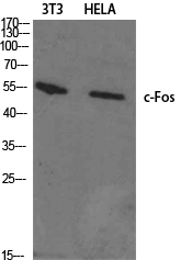 c-Fos Polyclonal Antibody (E-AB-30899)