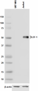 Purified anti-LEF1 Antibody (653101)