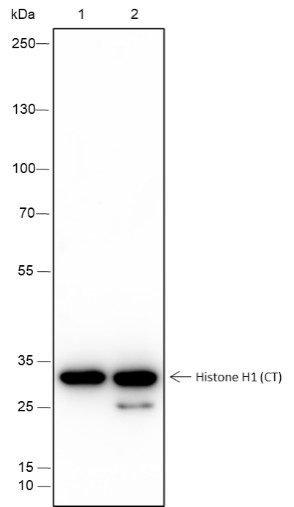 Recombinant Histone H1 (CT) Monoclonal Antibody (AN301548L)
