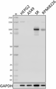 Purified anti-Blimp-1 Antibody (648202)
