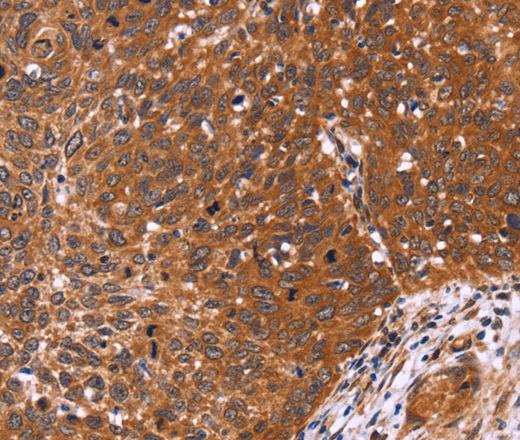 CDC37L1 Polyclonal Antibody (E-AB-11063)