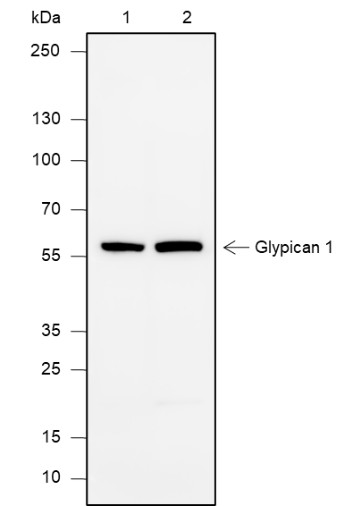 Recombinant Glypican 1 Monoclonal Antibody (AN301911L)