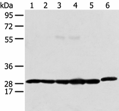 PRDX4 Polyclonal Antibody (E-AB-19430)