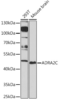 ADRA2C Polyclonal Antibody (E-AB-91666)