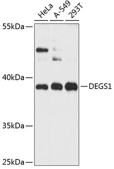 DEGS1 Polyclonal Antibody (E-AB-90440)