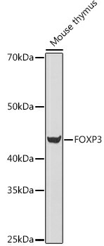 FOXP3 Polyclonal Antibody (E-AB-93384)