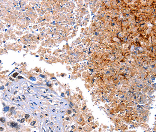 HMOX1 Polyclonal Antibody (E-AB-10366)