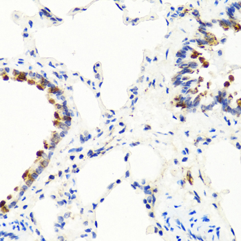 NTF3 Polyclonal Antibody (E-AB-65914)