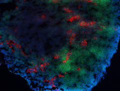 Purified anti-mouse/human PNAd Antibody (120801)