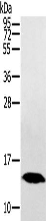 HINT1 Polyclonal Antibody (E-AB-13291)