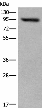 USP6NL Polyclonal Antibody (E-AB-52447)