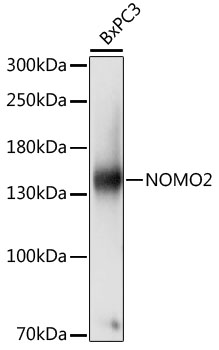 NOMO2 Polyclonal Antibody (E-AB-66876)