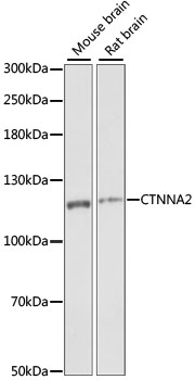 CTNNA2 Polyclonal Antibody (E-AB-65239)