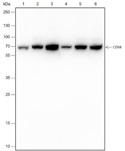 Recombinant CD58 Monoclonal Antibody (AN301482L)
