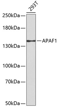 APAF1 Polyclonal Antibody (E-AB-65705)