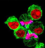 Brilliant Violet 421™ Goat anti-rat IgG (minimal x-reactivity) Antibody (405414)