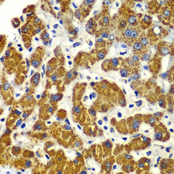 SMAD9 Polyclonal Antibody (E-AB-61763)