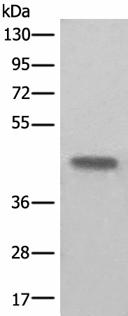 BHMT2 Polyclonal Antibody (E-AB-52473)