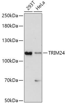 TRIM24 Polyclonal Antibody (E-AB-63433)
