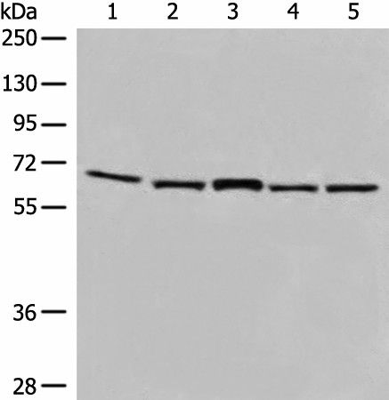 EHD1 Polyclonal Antibody (E-AB-17901)