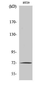 MMP2 Polyclonal Antibody (E-AB-32054)