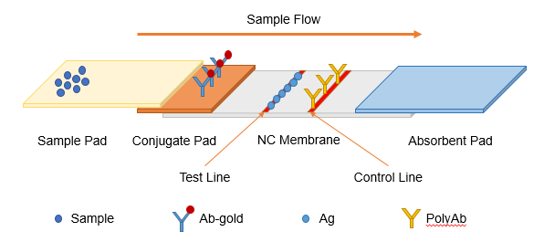 MQCA (Olaquindox Metabolites) Lateral Flow Assay Kit (E-FS-C039)