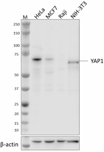 Purified anti-YAP1 Antibody (603651)